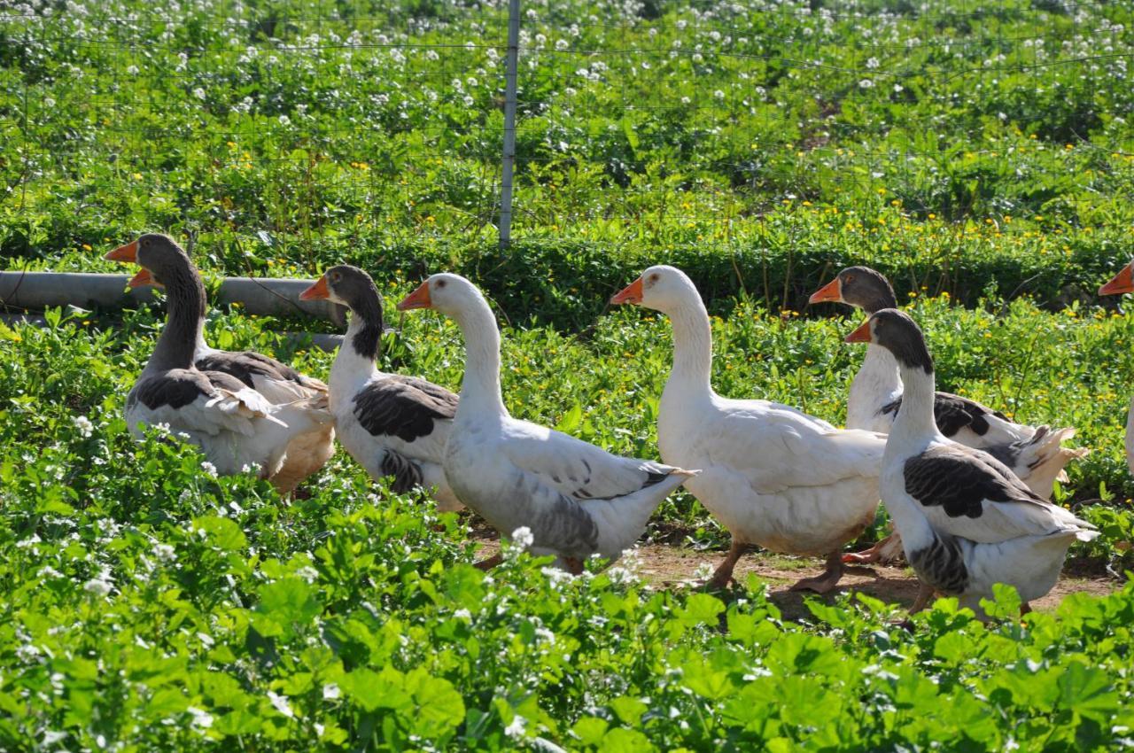 Alojamento de Turismo Rural Duca Di Castelmonte Trapani